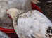 Sussex Star Pullets 15 weeks old £15 each Also 1 cockerel available