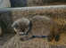 British shorthair kittens for sale