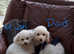 Beautiful Poochon Puppies
