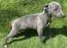 Blue whippet pups ready now