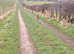 Yorkshire Coast Dog Walking Service