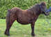 Standard Shetland filly