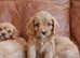 Stunning F1b Health Tested Cavapoo Puppies