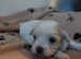1 gorgeous boy left - shih tzu x bichon pups