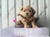 Incredible xxs ASIAN/KOREAN  Maltipoo!