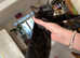 Tica Bengal kittens for sale