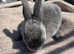 Beautiful blue/grey mini rex boys