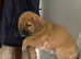2 female dutch shepherd beagle mix pups!