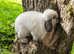 Mini lop