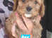 F1 health tested cavapoo pups