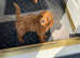 Red miniature poodle