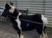 Show cob colt