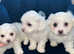 Maltese puppies for sale
