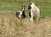 High percentage Tobiano filly.