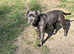 Blue Staffordshire bull terrier puppies
