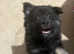 Black spitz puppy