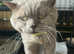 3 kittens for sale beautiful