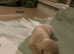 Miniature dachshund pup last boy ready now