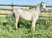 Login dusty 2 year old section a filly