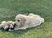 Gorgeous Goldador puppies