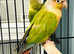Beautiful baby pineapple Conure talking Parrot