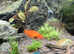 Mollies / Sword tails / Platys all for free