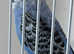 Baby budgie ring number 13 2025 rung