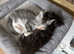 Gorgeous maine coon kittens for sale