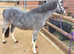Welsh Section A Gelding