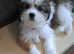 Molltess  cross chihuahua