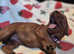 Irish-setter