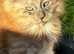 2 mainecoon kittens ready now