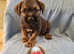 Border terriers for sale