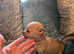 Pomeranian Jack Russell cross puppies (Jackaranian puppies)
