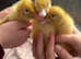 Pre-order for cherry valley ducklings