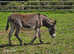Loving donkeys jennys and geldings 10hh plus