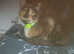 2 8month old female kittens looking for a new home