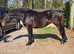 Stunning 15hh welsh part bred mare project