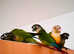 Beautiful tame Conures in Dewsbury