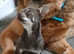 Lilac chihuahua for sale