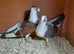 Pigeons for sale