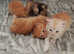 Maine coon kittens