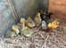 Embden Goslings