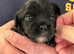 Peekapoo stunning puppies