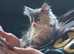 Long haired blue and cream kitten