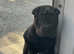 Shar peis