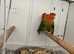 Lovebirds breeding pairs Glasgow