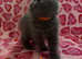 Beautiful 5th generation British shorthair kittens