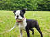 Beautiful Boston Terrier Male Puppy Available  Pet Home Only