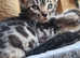 Pedigree bengal kittens